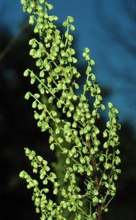 Artemisia campestris, flower