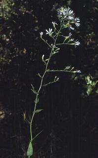Aster patens, plant