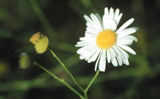 Boltonia asteroides, flower