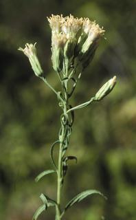 Brickellia eupatorioides, leaf and flower