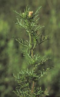 Dyssodia papposa, plant