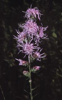 Liatris aspera, flower