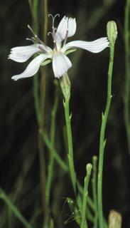 Lygodesmia juncea, flower and bud