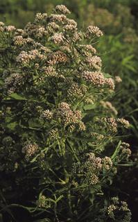 Pluchea camphorata, plant
