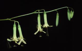 Prenanthes altissima, flower