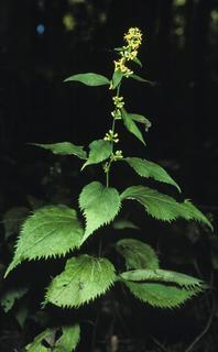 Solidago flexicaulis, leaf and flower