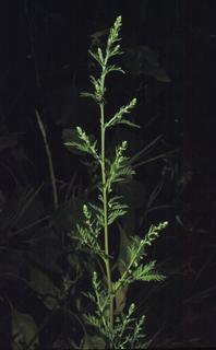 Artemisia annua, leaf and flower