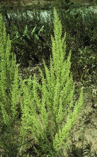 Artemisia campestris, flower