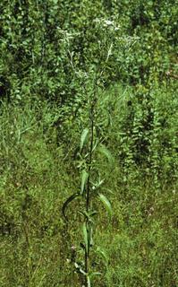 Eupatorium serotinum, plant
