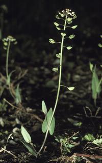 Microthlaspi perfoliatum, plant