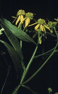 Verbesina alternifolia, leaf and flower