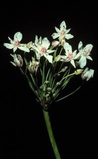 Butomus umbellatus, flower