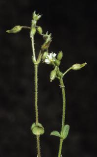Cerastium semidecandrum, leaf and flower