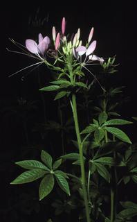 Cleome hassleriana, leaf and flower