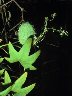 Echinocystis lobata, leaf and flower and fruit