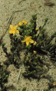 Hudsonia tomentosa, plant and flower