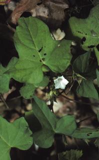 Ipomoea lacunosa, leaf and flower