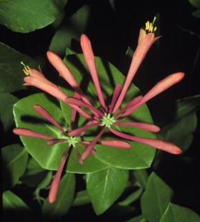 Lonicera sempervirens, leaf and flower