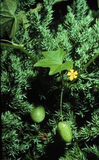 Melothria pendula, leaf and flower and fruit