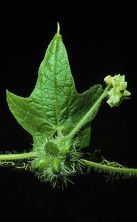 Sicyos angulatus, leaf and flower and fruit