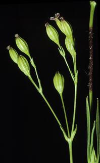 Silene antirrhina, flower and bud