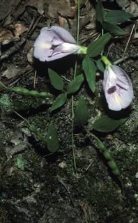 Clitoria mariana, leaf and flower