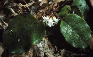 Epigaea repens, plant and flower
