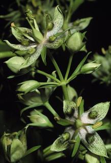 Frasera caroliniensis, flower