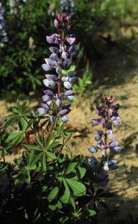 Lupinus perennis, plant and flower