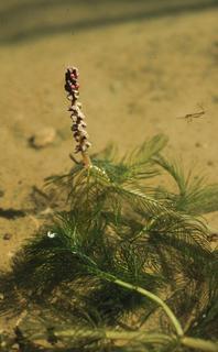 Myriophyllum spicatum, plant and flower