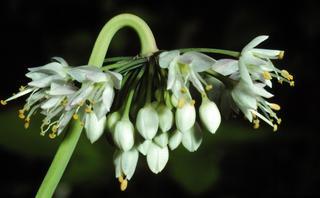 Allium cernuum, flower