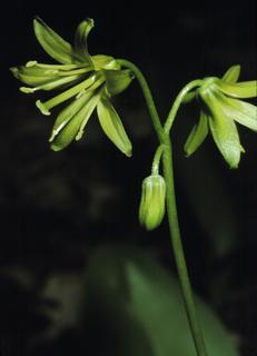 Clintonia borealis, flower