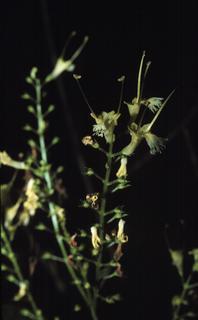 Collinsonia canadensis, flower