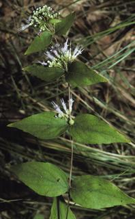 Cunila origanoides, leaf and flower