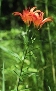 Lilium philadelphicum, flower