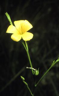 Linum sulcatum, flower