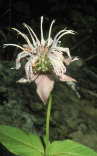 Monarda bradburiana, flower