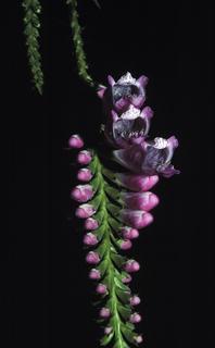 Physostegia virginiana, flower