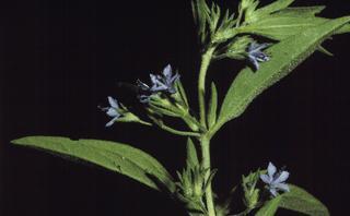 Trichostema brachiatum, leaf and flower