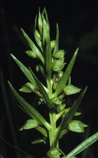 Dactylorhiza viridis, flower