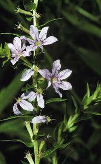 Lythrum alatum, flower
