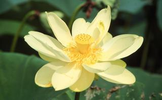 Nelumbo lutea, flower
