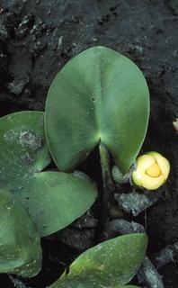 Nuphar variegata, leaf and flower