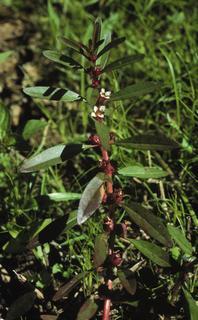 Rotala ramosior, leaf and flower