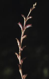 Epifagus virginiana, plant