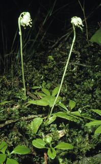 Orthilia secunda, plant and flower