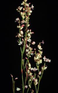 Polygonella articulata, flower