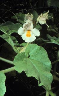 Proboscidea louisianica, leaf and flower