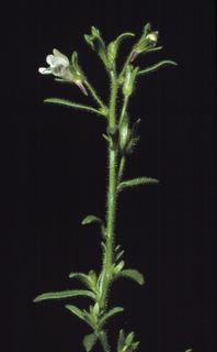 Chaenorhinum minus, leaf and flower