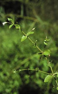 Lindernia dubia, leaf and flower